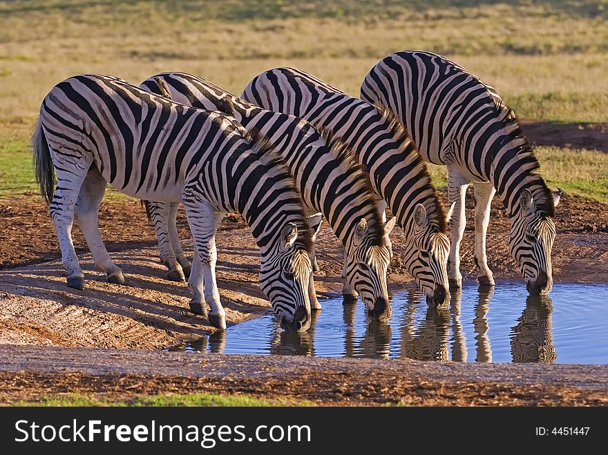 Zebra Group Drinking