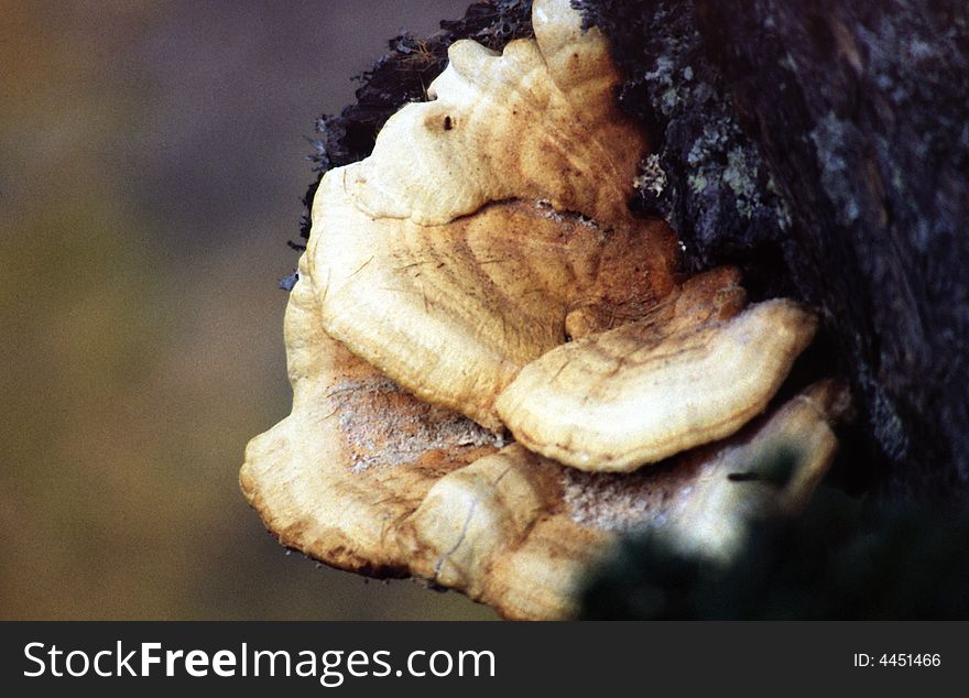 White fungus that grows on tree trunks. White fungus that grows on tree trunks