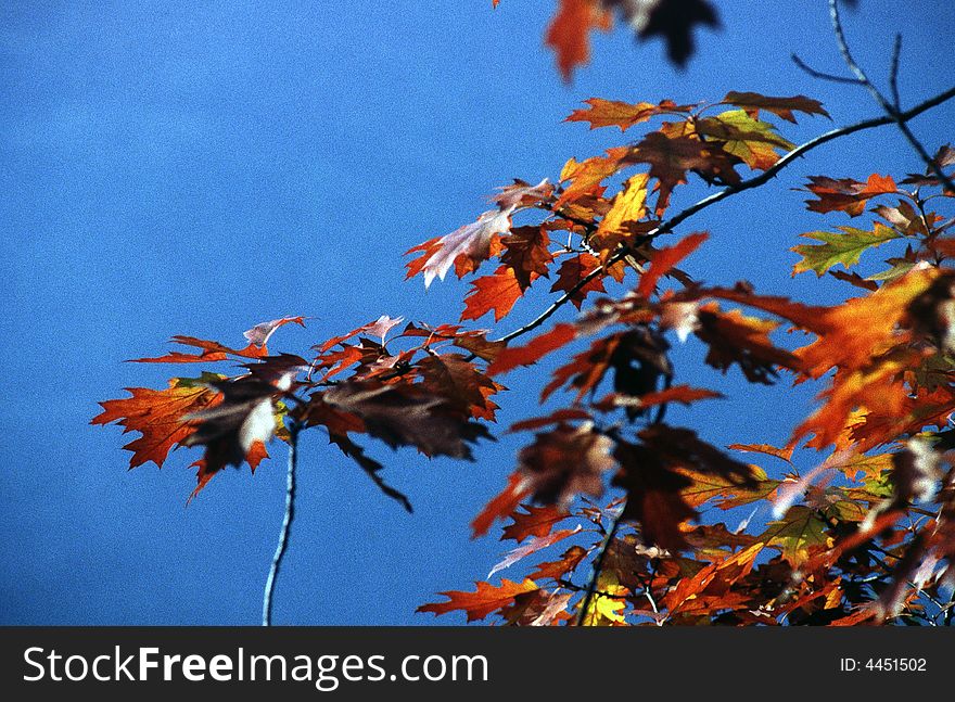 Yellow orange red leaves in autumn