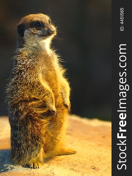 Slender-tailed Meerkat (Suricata suricatta) in a zoo. The animal enjoys the warmth under a lamp.