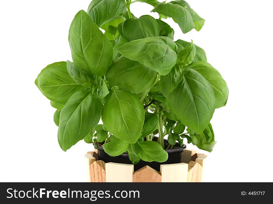 Basil leaves on white background natural minimal shadow underneath