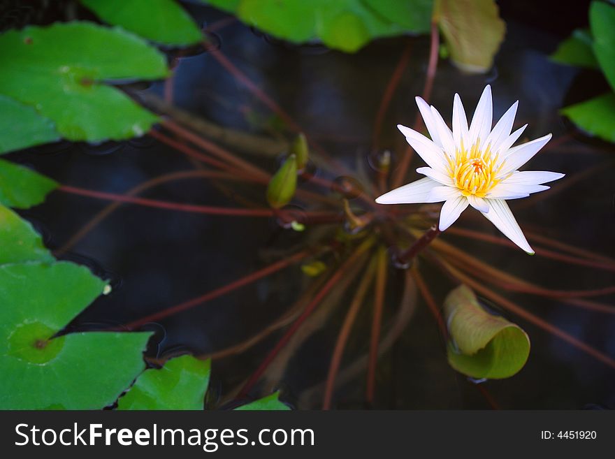 Purity Lotus