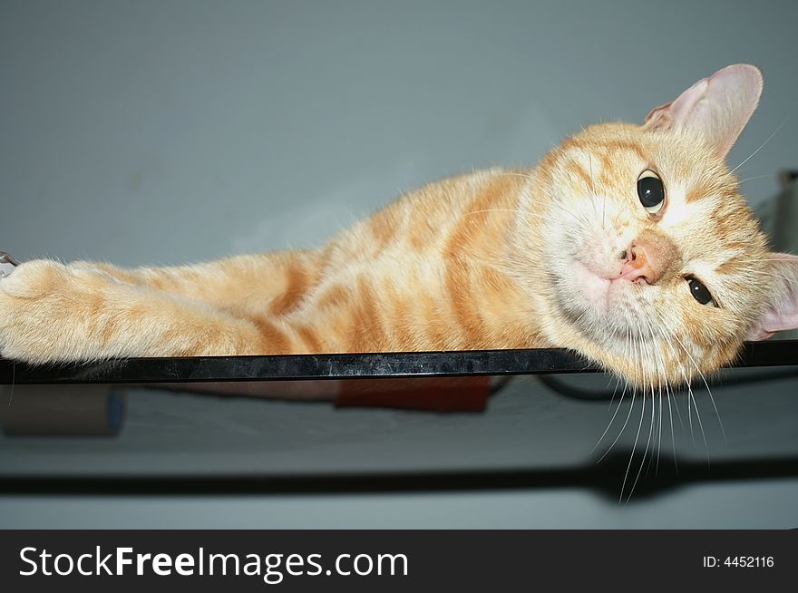 An orange cat lying on a glass table. An orange cat lying on a glass table