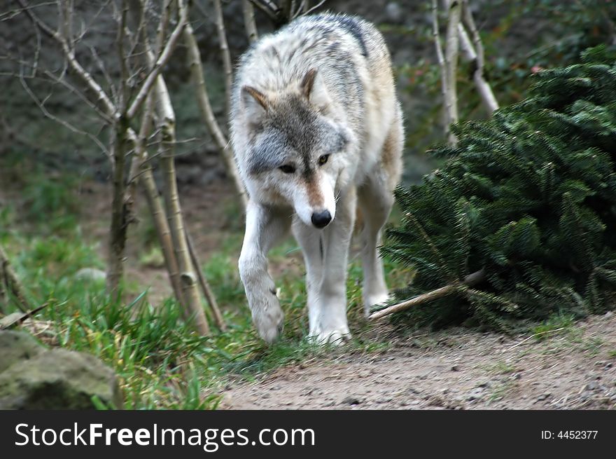 Wolf searching for food in the forest.