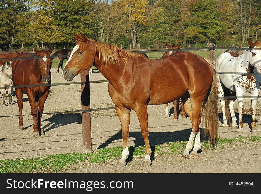 A picture of a horse taken at a ranch in Indiana. A picture of a horse taken at a ranch in Indiana