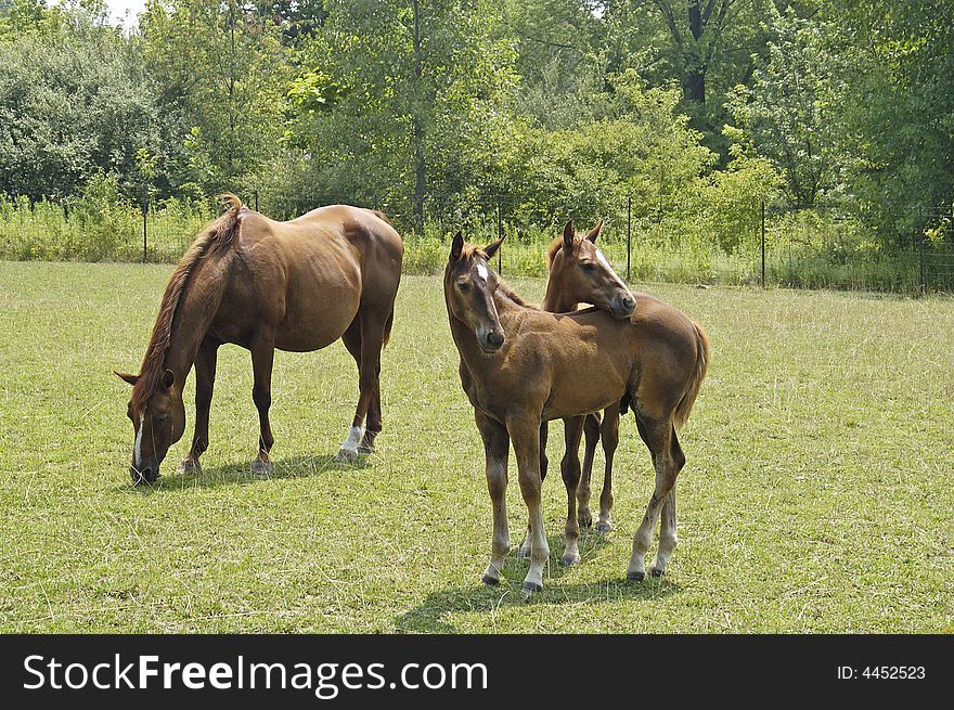 A picture of a mare and colts tken at a ranch in Indiana. A picture of a mare and colts tken at a ranch in Indiana