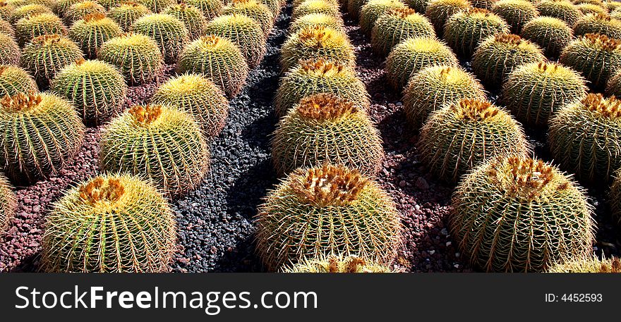 Row Of Cactus