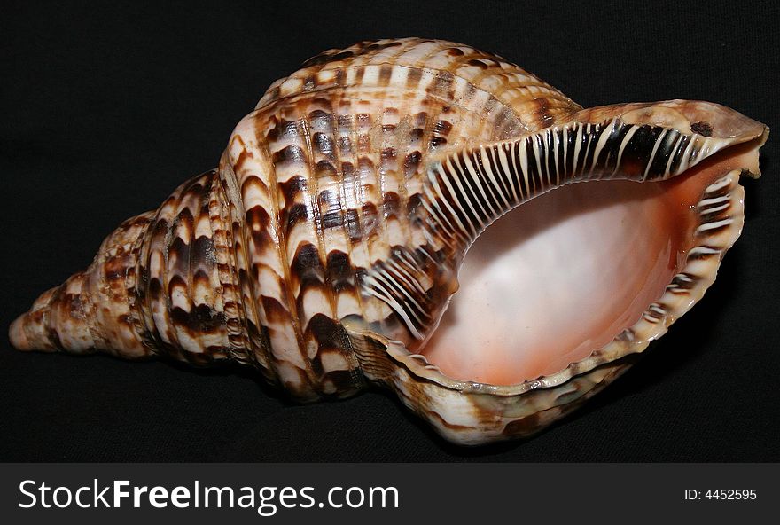 A Seashell against black background. A Seashell against black background