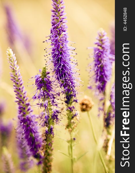 Violet flowers on green field