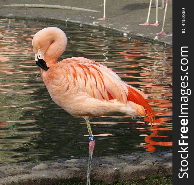 Flamingo bird near a lake