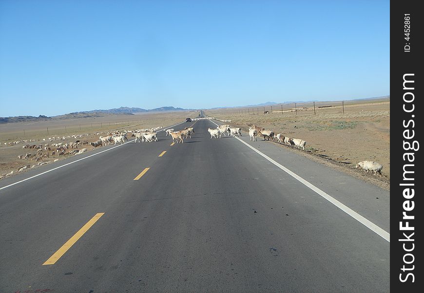 Sheeps crossing road of mongolia, with car seen on the far side. Sheeps crossing road of mongolia, with car seen on the far side