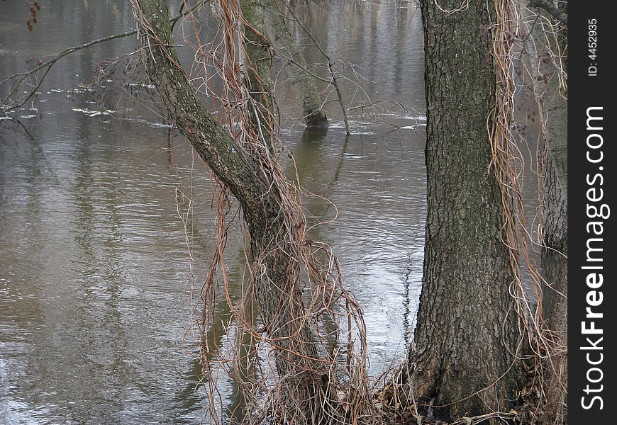 Photo of trees in the river in the early spring during a high water. Photo of trees in the river in the early spring during a high water