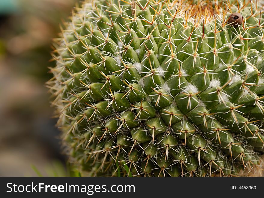 Close-up view of round cactus plant (mammillaria coahuilensis)