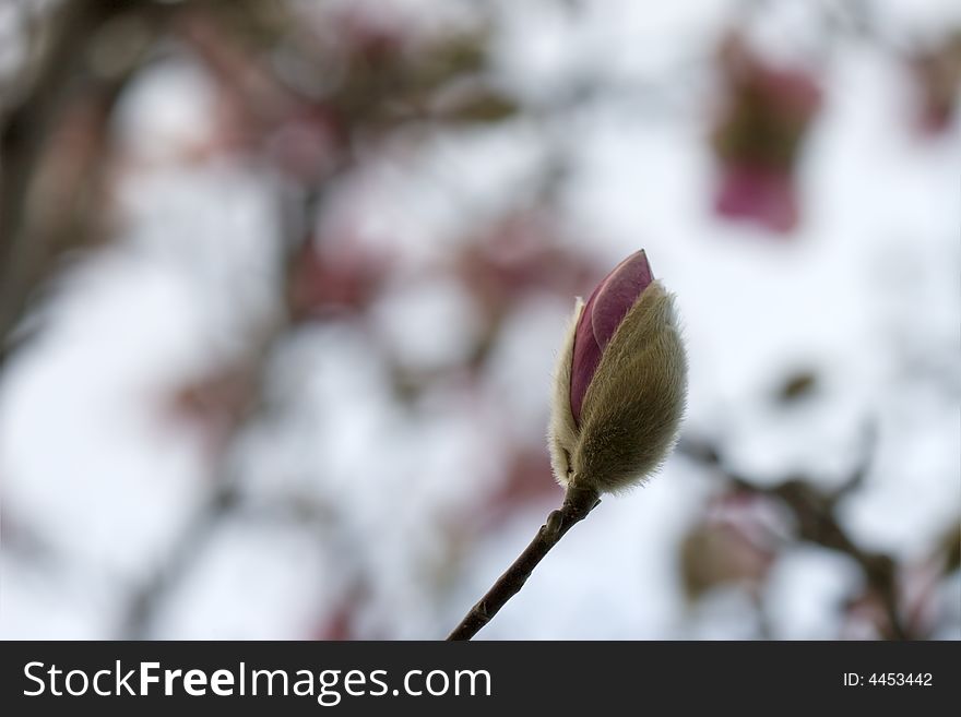 Magnolia bloom, shallow depth of field for copy space.