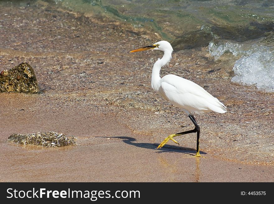 Walking Egret