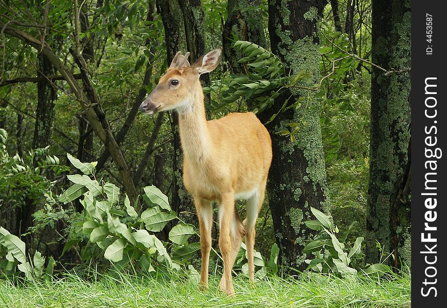 A single deer looking out of the forest. A single deer looking out of the forest