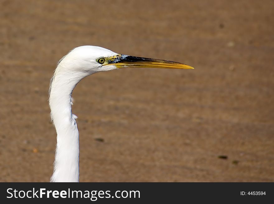 Heron walking on a beach, close-up. Heron walking on a beach, close-up