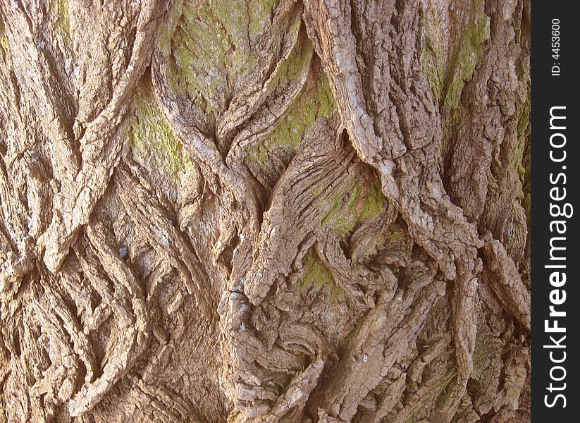 Photography of old tree bark