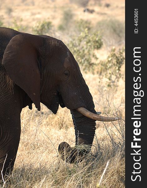 Head of a big African Elephant in the savanna (South Africa). Head of a big African Elephant in the savanna (South Africa)