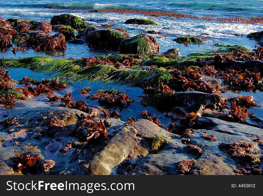 Rocks with sea grass