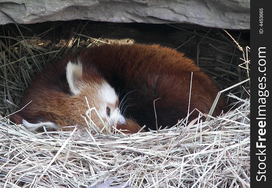 A red panda nesting beneath a rock ledge, safe and secure.