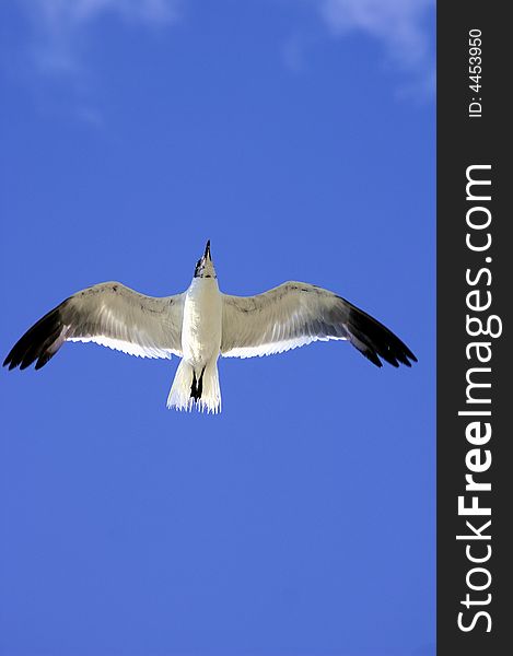 A seagull soaring in the blue sky