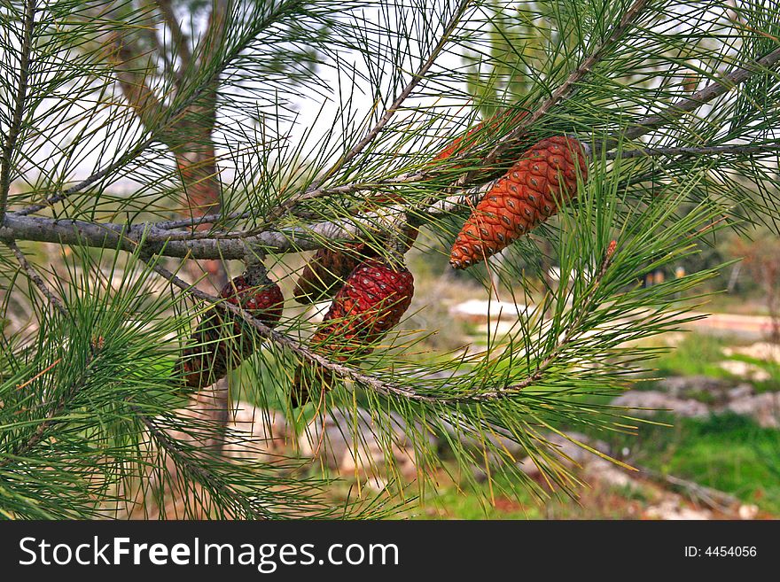 Pine Branch