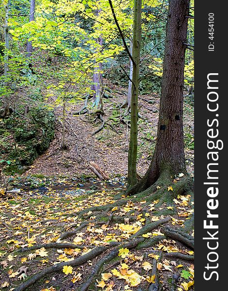 Roots visible on the ground, Poland