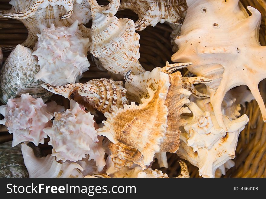 Many Beautiful Seashells In A Basket