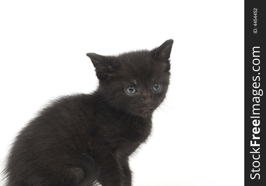 A black kitten sitting on a white background. A black kitten sitting on a white background