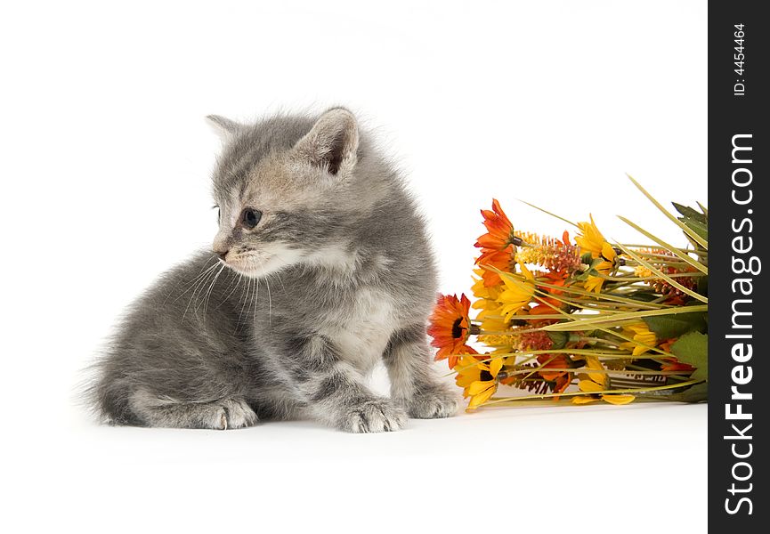 A kitten sits by a colorful assortment of pretty artificial flowers on a white background. A kitten sits by a colorful assortment of pretty artificial flowers on a white background