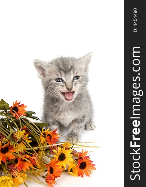 A gray kitten sits next to an assortment of colorful, artificial flowers on a white background. A gray kitten sits next to an assortment of colorful, artificial flowers on a white background