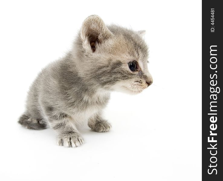 A wide angle photograph of a gray kitten on a white background. A wide angle photograph of a gray kitten on a white background