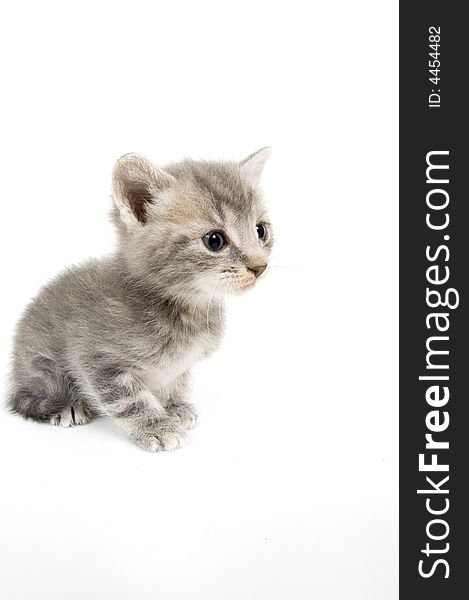 A wide angle photograph of a gray kitten on a white background. A wide angle photograph of a gray kitten on a white background