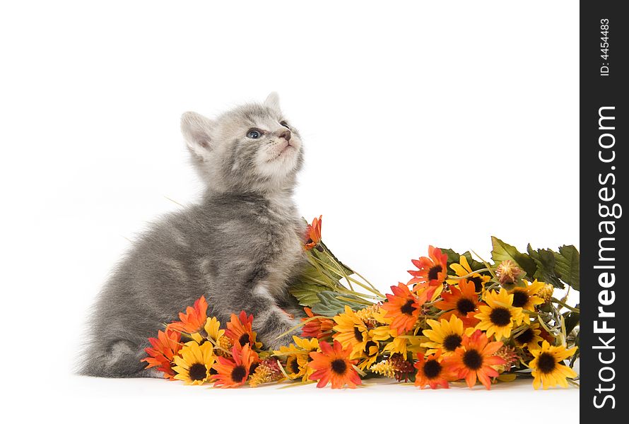 A gray kitten sits next to an assortment of colorful, artificial flowers on a white background. A gray kitten sits next to an assortment of colorful, artificial flowers on a white background