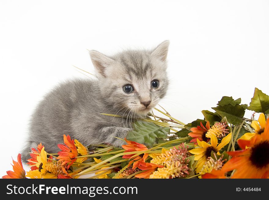 Gray Kitten and flowers