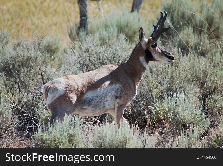 Buck Antelope standing in the sage brush and grass in tooele Utah. Buck Antelope standing in the sage brush and grass in tooele Utah