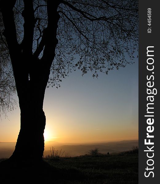 Sunset hiding behind the tree