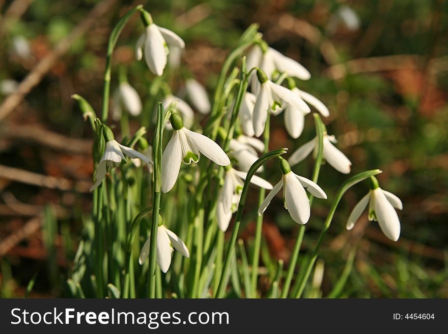 Snowdrops