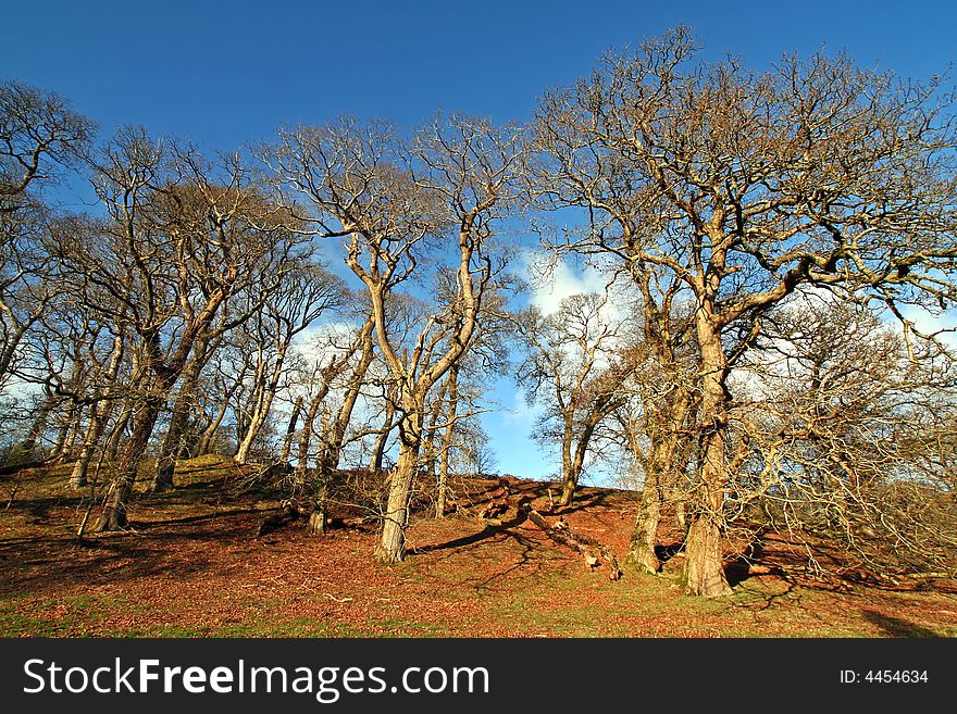 Wide angle shot of ancient trees in winter. Wide angle shot of ancient trees in winter