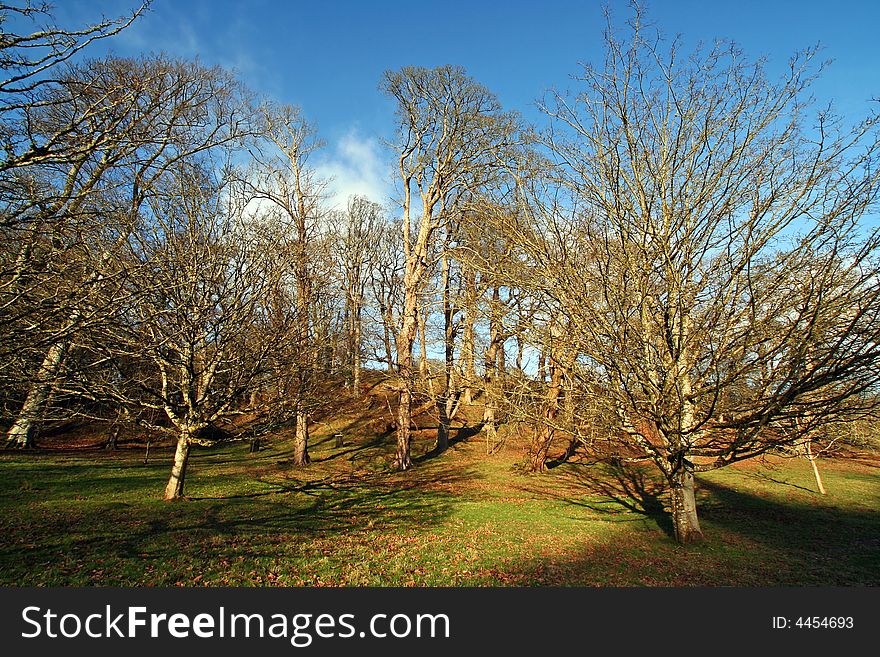 Wide angle shot of oldtrees in winter, evening light. Wide angle shot of oldtrees in winter, evening light