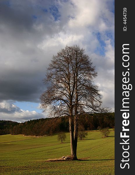 Tree in a meadow, blue sky