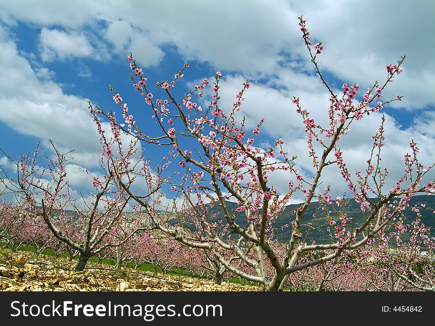 Peaches Orchard Blooming