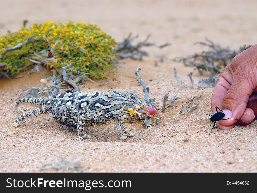 This is an African toad eating a beetle on the coastline desert of  Namibia south Africa. This is an African toad eating a beetle on the coastline desert of  Namibia south Africa