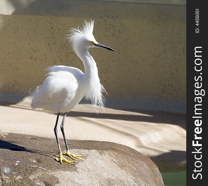 Snowy Egret - Nice Plumes