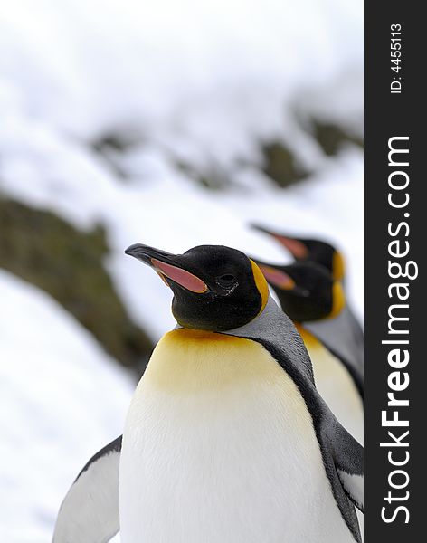 The King Penguin (Aptenodytes patagonicus) is the second largest species of penguins