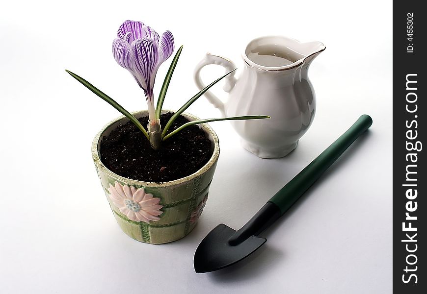 Pickwick Crocus with violet stripes over white petals growing and blooming in small flower-pot. Small shovel and jug filled with liquid for watering are placed nearby. Pickwick Crocus with violet stripes over white petals growing and blooming in small flower-pot. Small shovel and jug filled with liquid for watering are placed nearby.