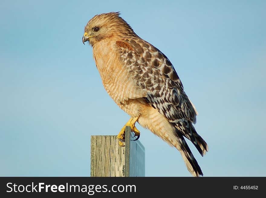 A Foraging Red-shouldered Hawk