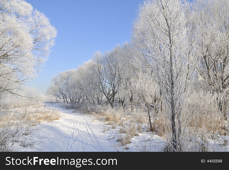 Winter tree and blue sky. Winter tree and blue sky