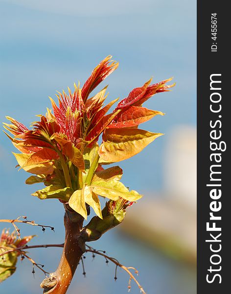 Spring tree on a background blue sky